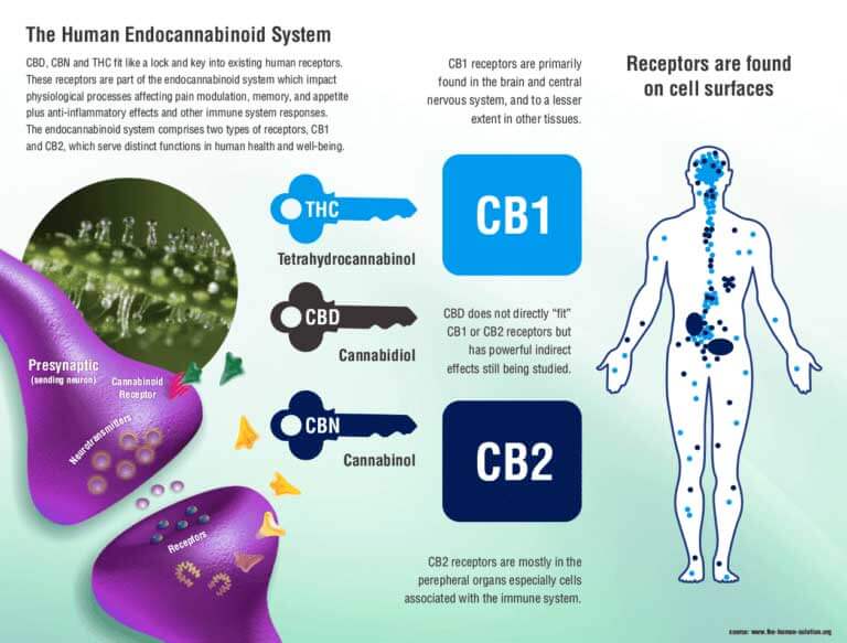 human endocannabinoid system